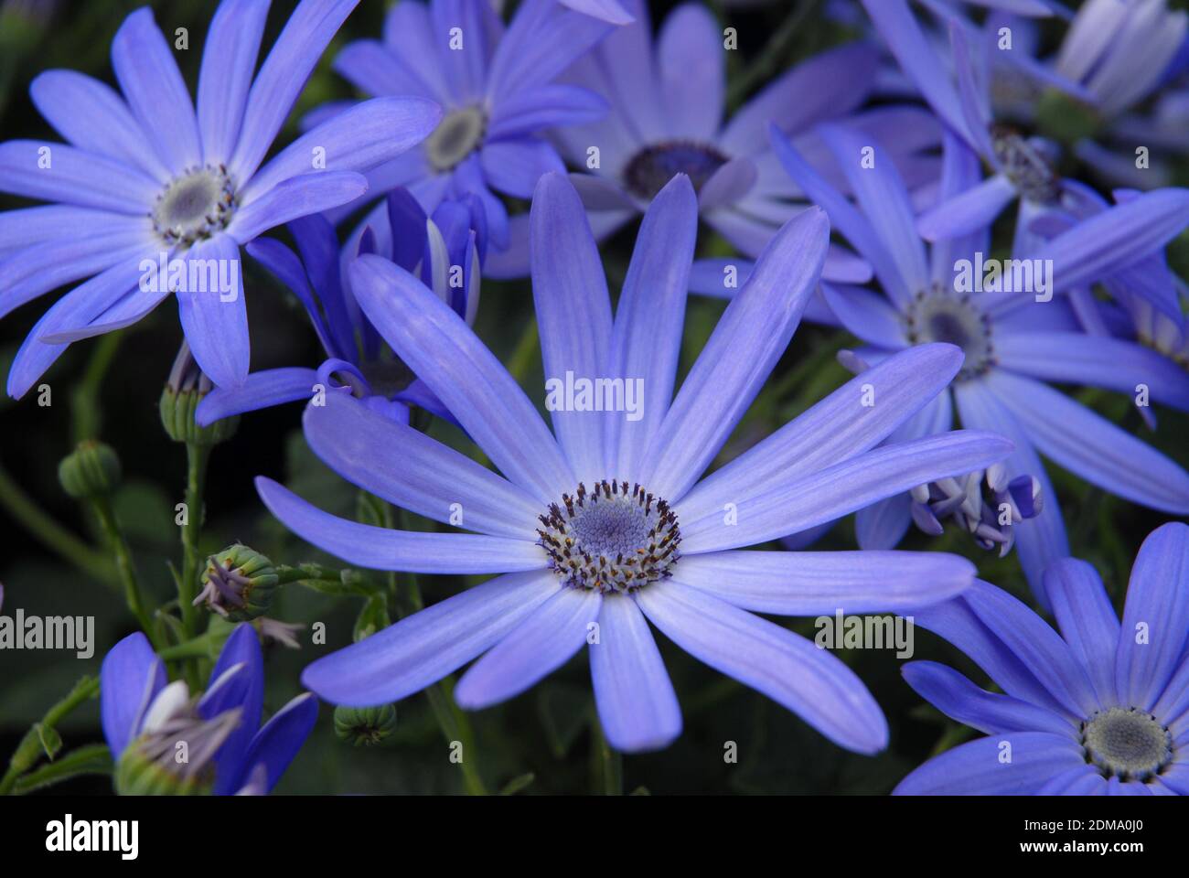 Beautiful blue flowers of Senetti Lavender Stock Photo