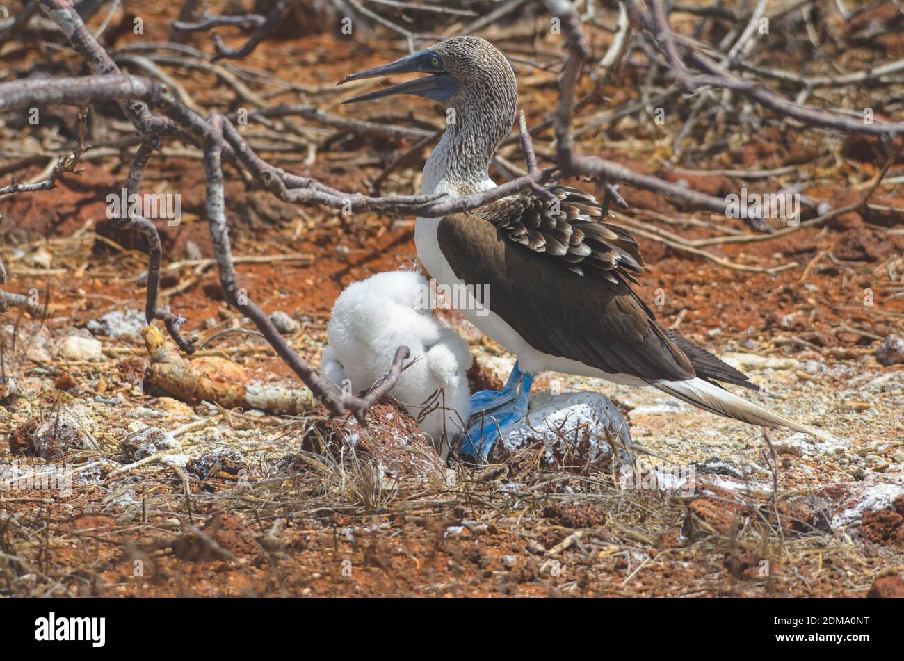Parent and Child/Baby Blue footed Booby birds Stock Photo Alamy