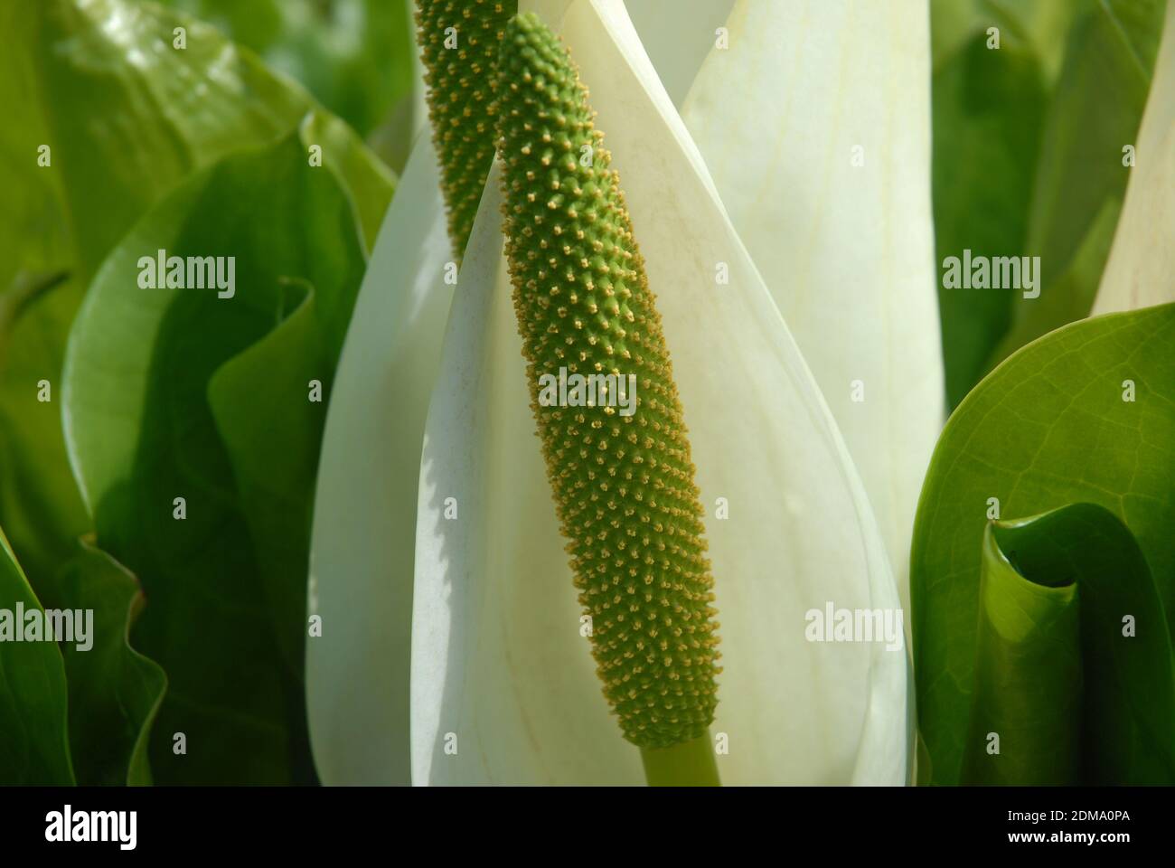 White Skunk cabbage flowers, also known as Lysichiton camtschatcensis