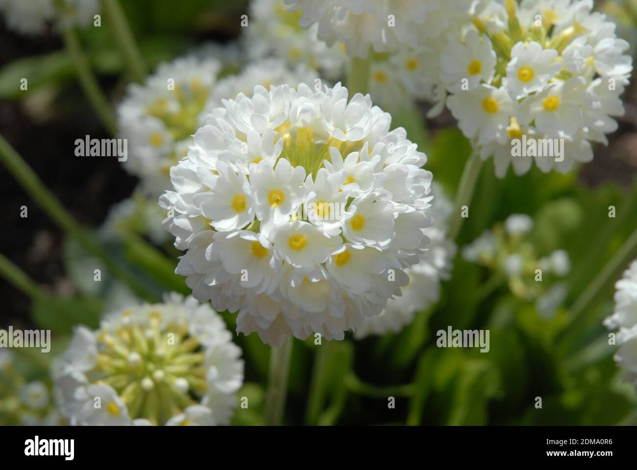 White candelabra primrose flowers, also known as Primula denticulata var. alba Stock Photo