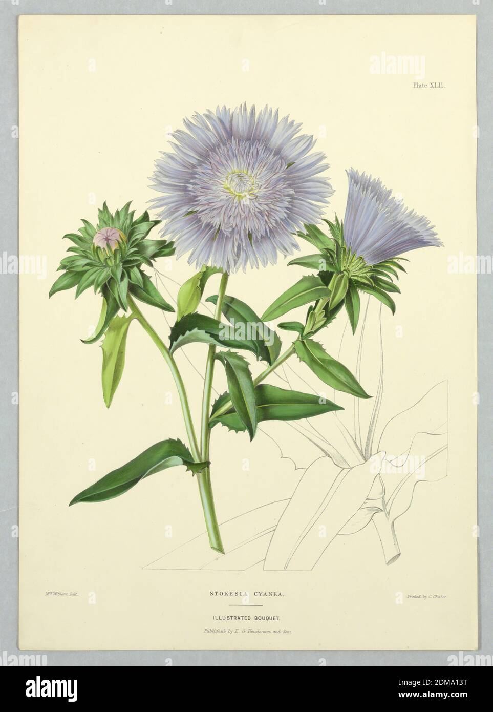 Stokesia Cyanea, Plate XLII from Edward George Henderson's 'The Illustrated Bouquet', Mrs. Withers, English, active 19th c., E. G. Henderson and Son, English, ca. 1859 - 1886, Chromolithograph on paper, Stokesia Cyanea, Plate XLII from Edward George Henderson's 'The Illustrated Bouquet.', London, England, ca. 1857–1864, Print Stock Photo