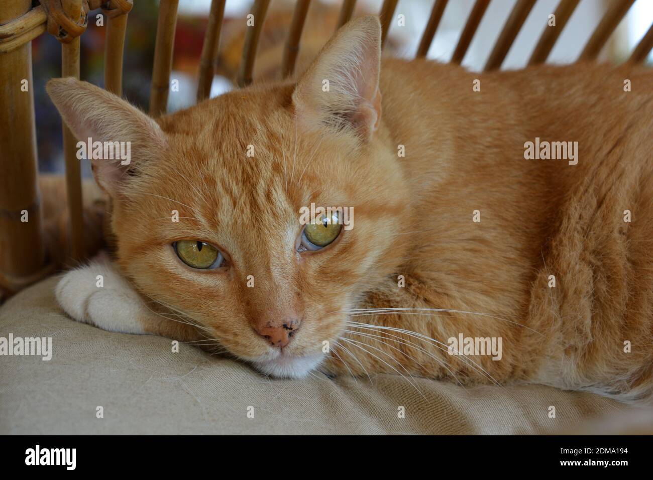 Ginger tabby cat, portrait looking at camera Stock Photo