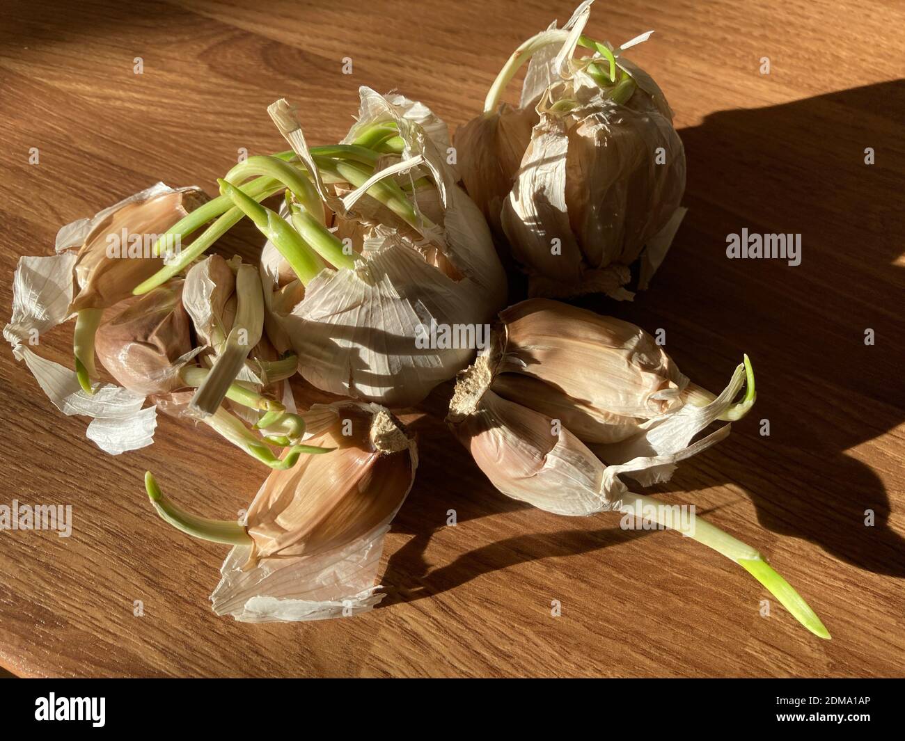 Garlic cloves which have sprouted and started to grow Stock Photo Alamy