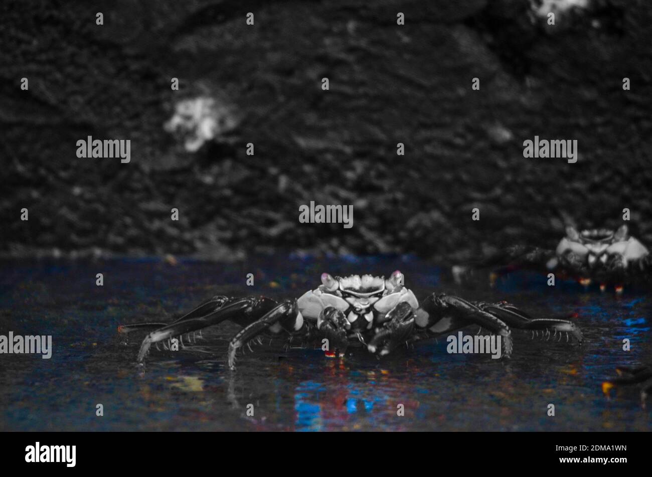 Galapagos Sallylife foot Crab on wet dark grey rock in black and white, with the reflection in color. Stock Photo
