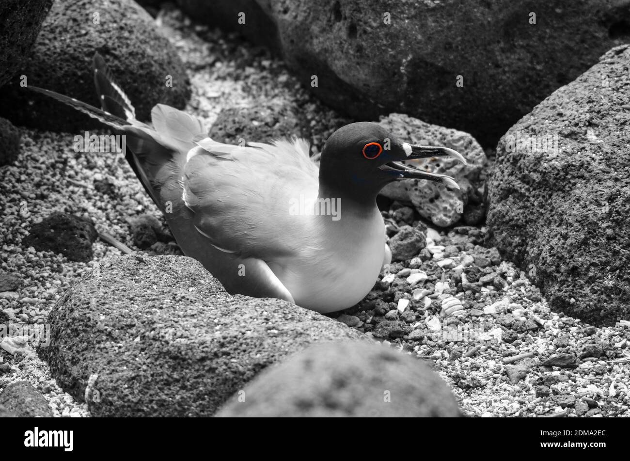 Title Brid wedge in-between rocks on North Seymour island, with only the red-eye in color. Stock Photo