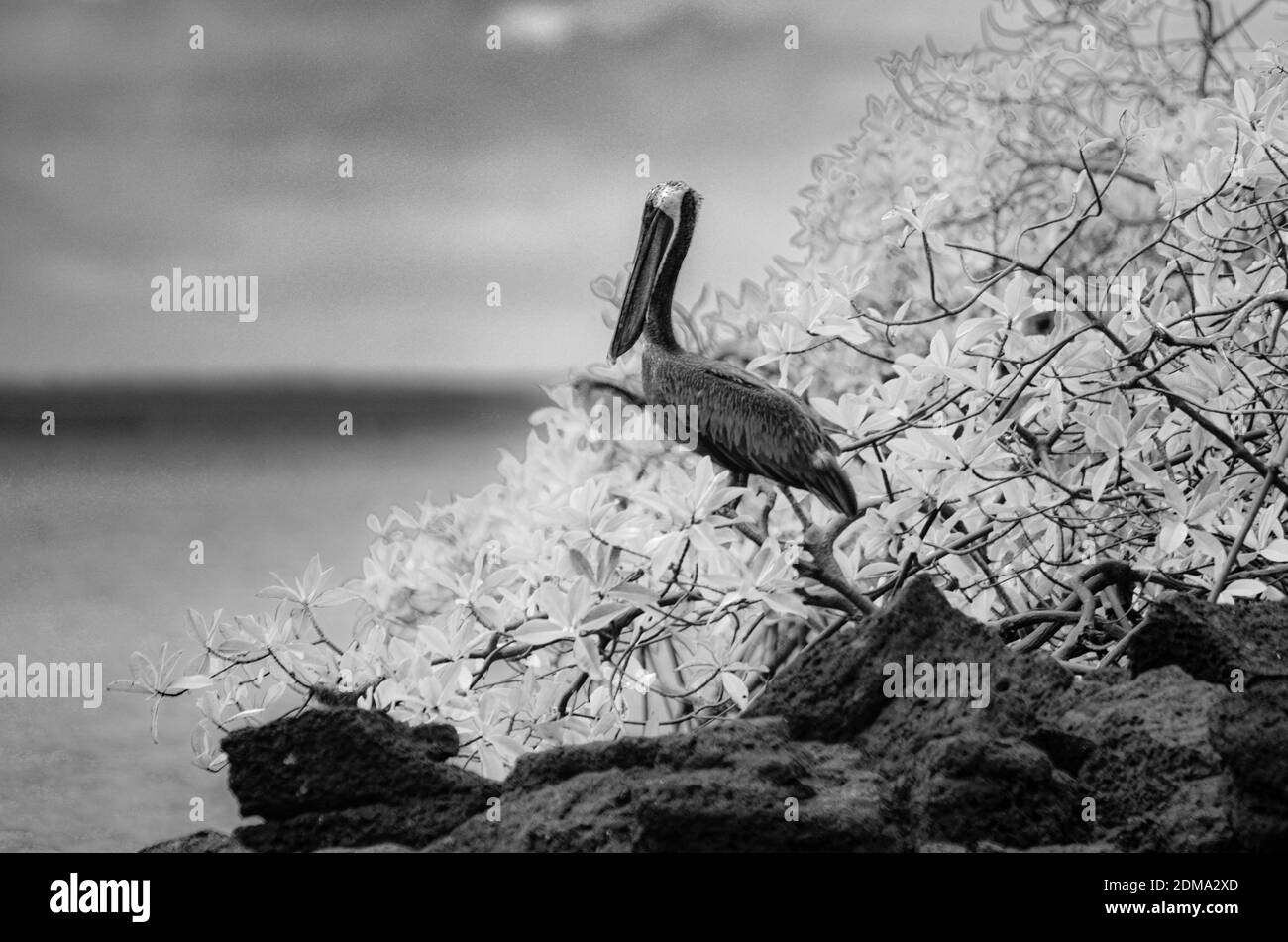 Brown Pelican Bird perched on rocks in front of mangrove tree. In black and white filter. Stock Photo