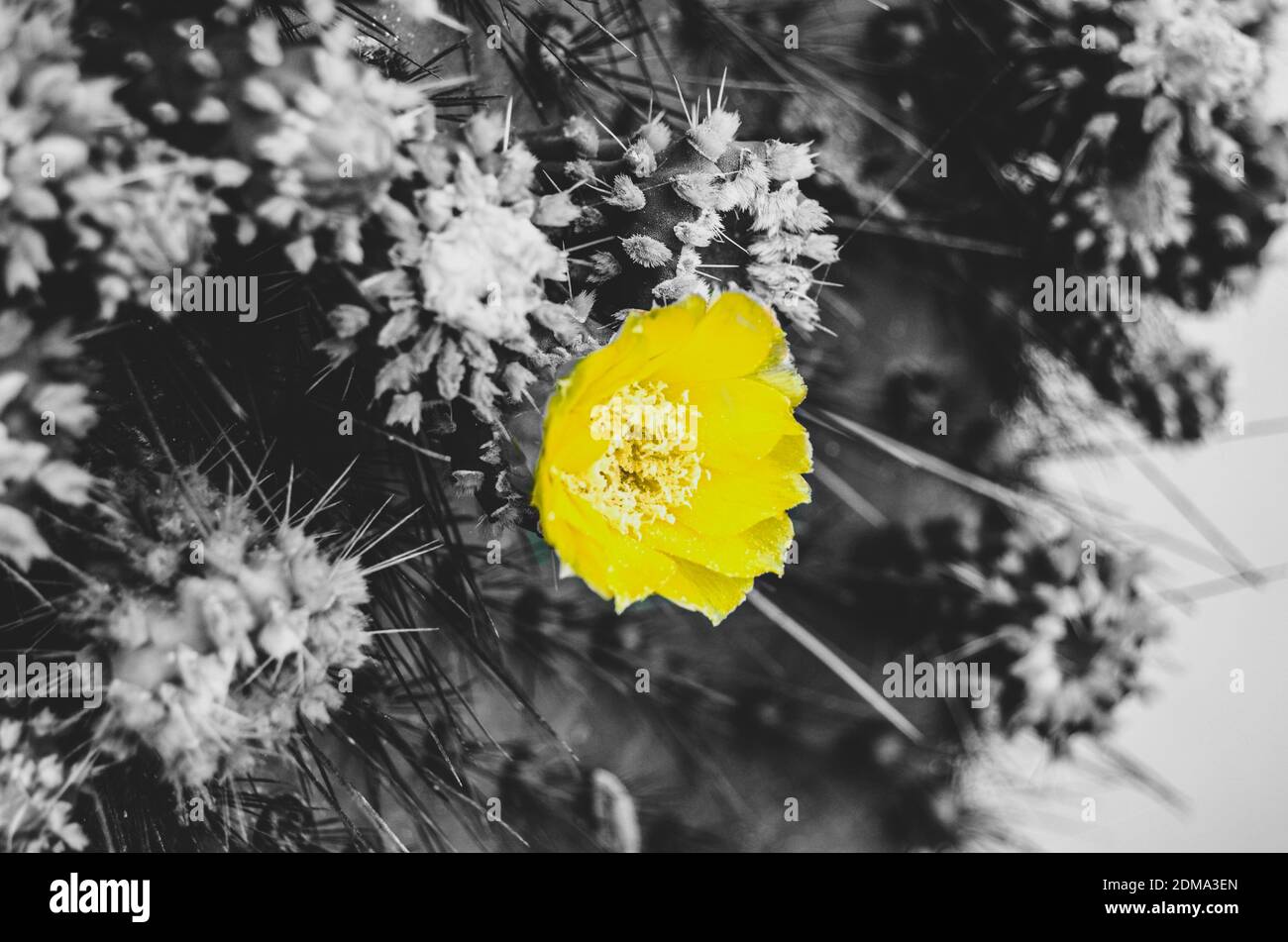 Color Splash, yellow blossom against a black and white photo of a cactus Stock Photo