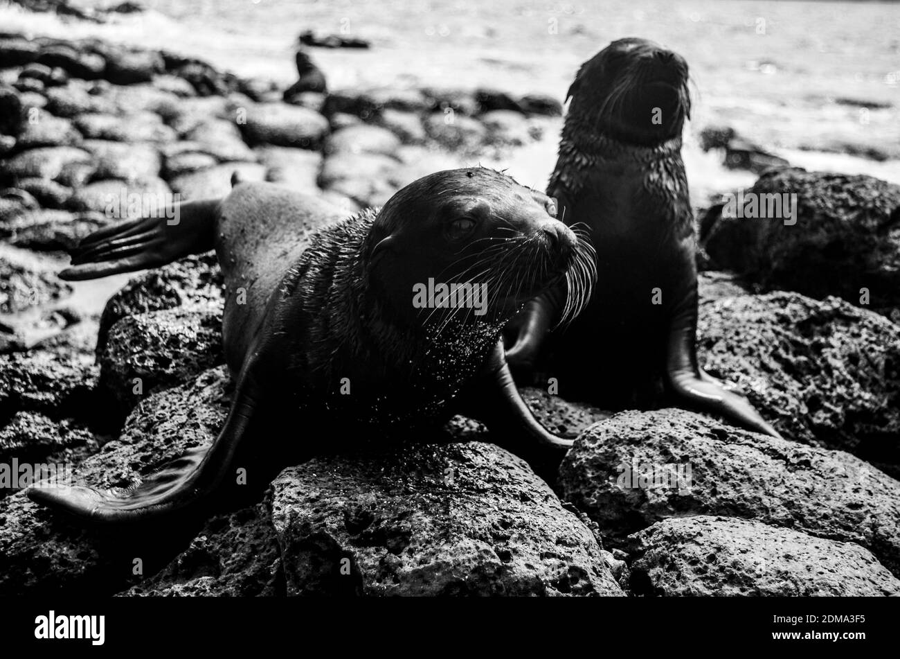 Seals on North Seymour Island Galapagos, on a rocky beach. Stock Photo