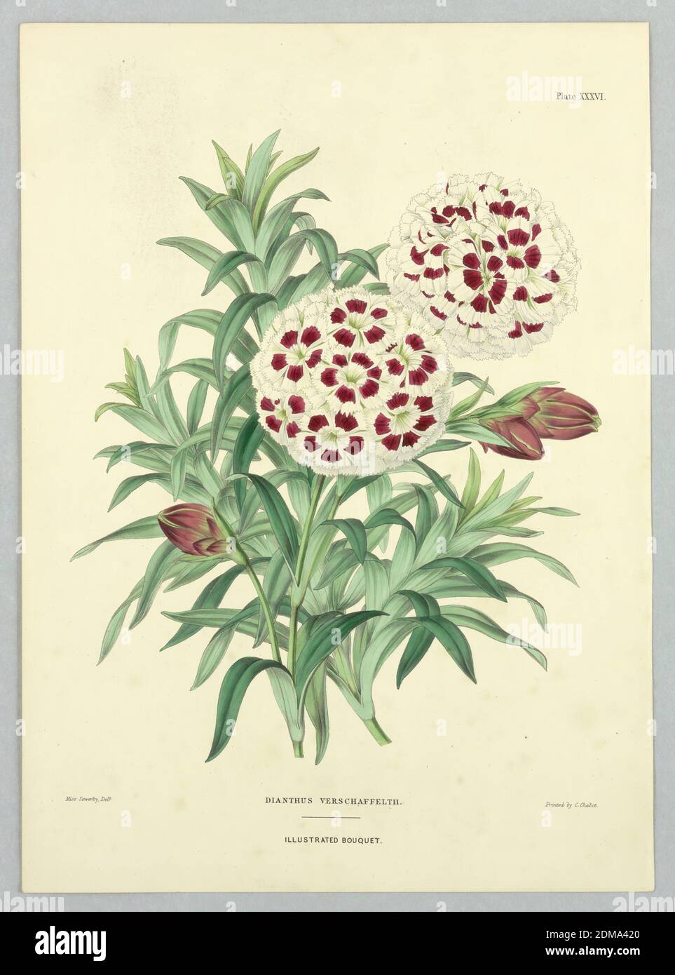 Dianthuis verschaffelthii, Plate XXXVI from Edward George Henderson's 'The Illustrated Bouquet', Miss Sowerby, English, active 19th c., E. G. Henderson and Son, English, ca. 1859 - 1886, Chromolithograph on paper, Dianthuis verschaffelthii, Plate XXXVI from Edward George Henderson's 'The Illustrated Bouquet', London, England, ca. 1857–1864, Print Stock Photo