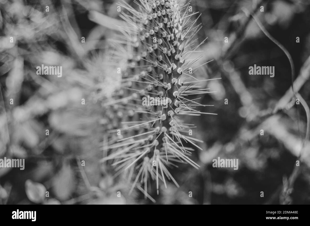 Close up photo of a cactus and its spines with a black and white filter. Stock Photo