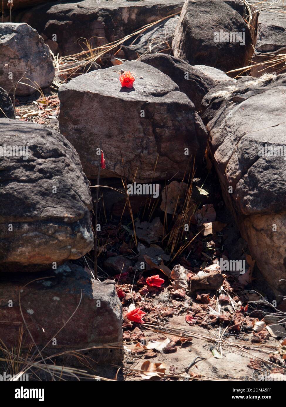 Red Kimberley Rose (Brachychiton viscidulus) flowers fallen among boulders, Mt Elizabeth, Gibb RIver Road, Kimberley. Stock Photo