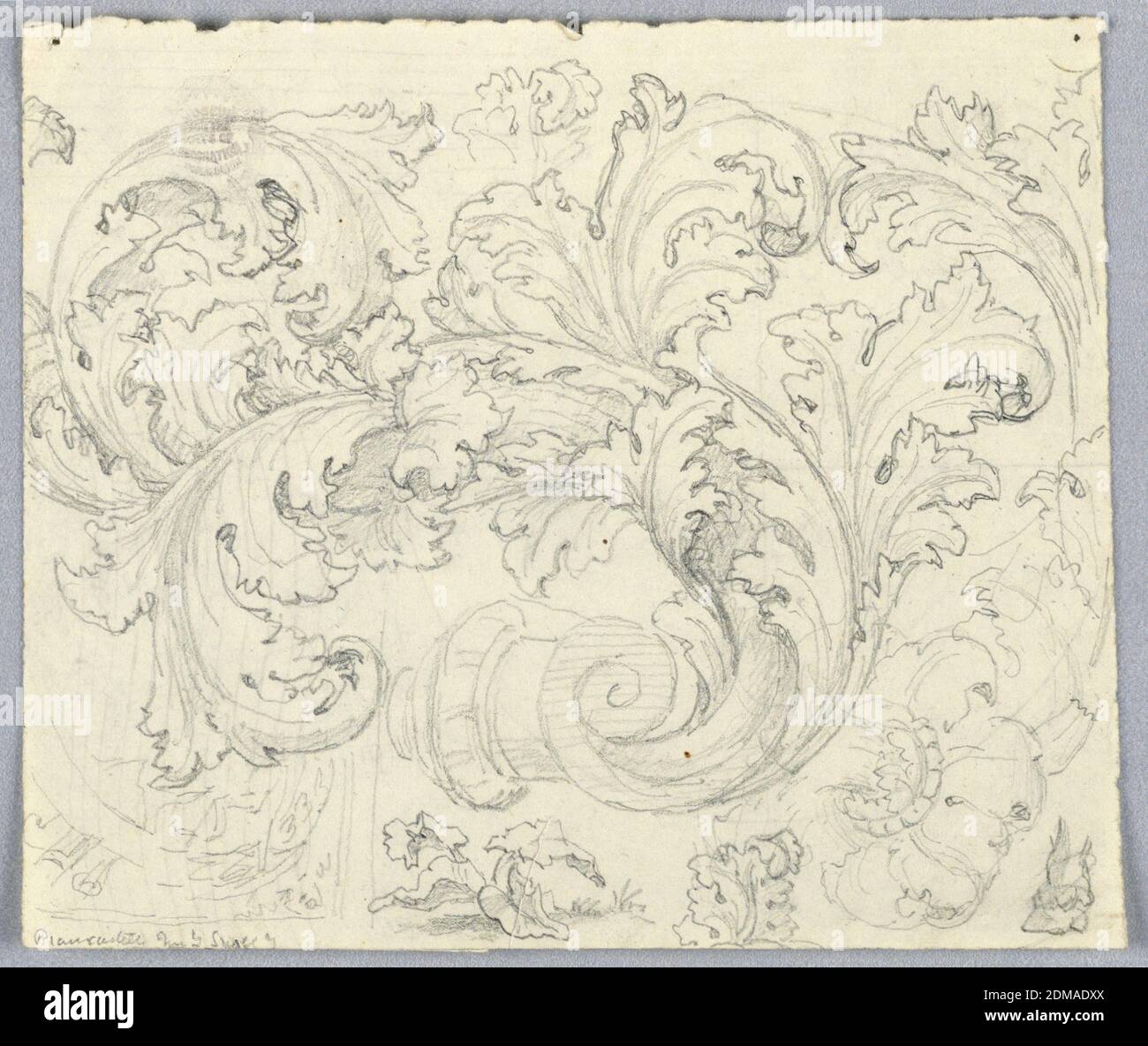 Study for Curling Acanthus Ornament, Pencil on paper, Ornament sketch