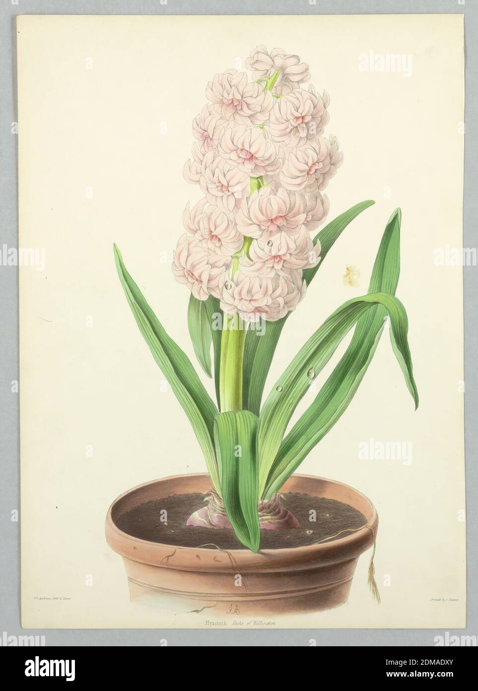 Hyacinth, Duke of Wellington, Plate from Edward George Henderson's 'The Illustrated Bouquet', E. G. Henderson and Son, English, ca. 1859 - 1886, James Andrews, British, 1801 - 1876, Chromolithograph on paper, Hyacinth, Duke of Wellington, Plate from Edward George Henderson's 'The Illustrated Bouquet.', London, England, ca. 1857–1864, Print Stock Photo