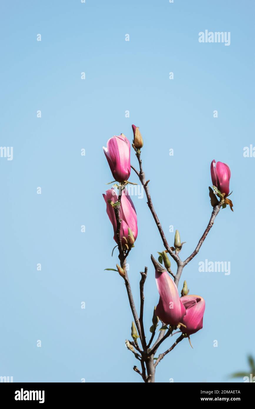 A beautiful shot of pink magnolia on a blue sky background Stock Photo ...
