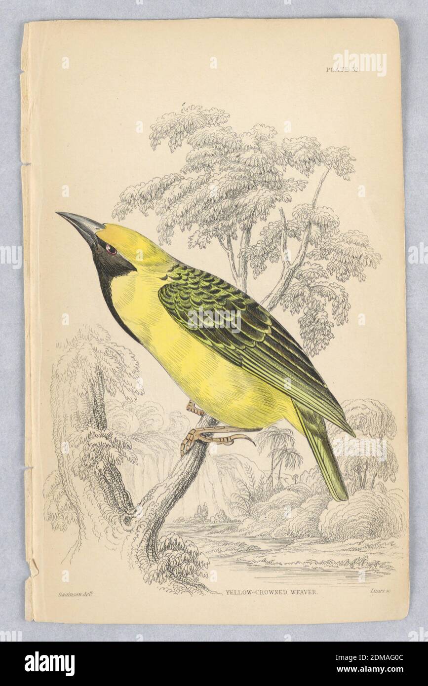 Yellow-Crowned Weaver, Plate 32 from Birds of Western Africa, William Home Lizars, Scottish, 1788 - 1859, William Swainson, British, 1789 - 1855, Engraving, brush and watercolor on paper, Long-legged, three-toed bird, predominantly brown with white and black bands. Near a lake. Title and artists' names below., Edinburgh, Scotland, 1837, Print Stock Photo