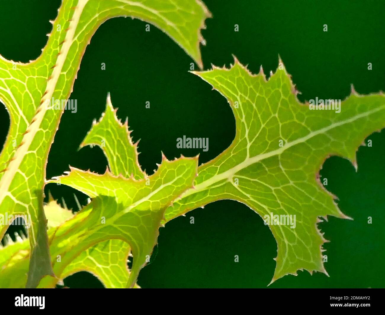 Wild Lettuce With Leaves In Backlite Stock Photo