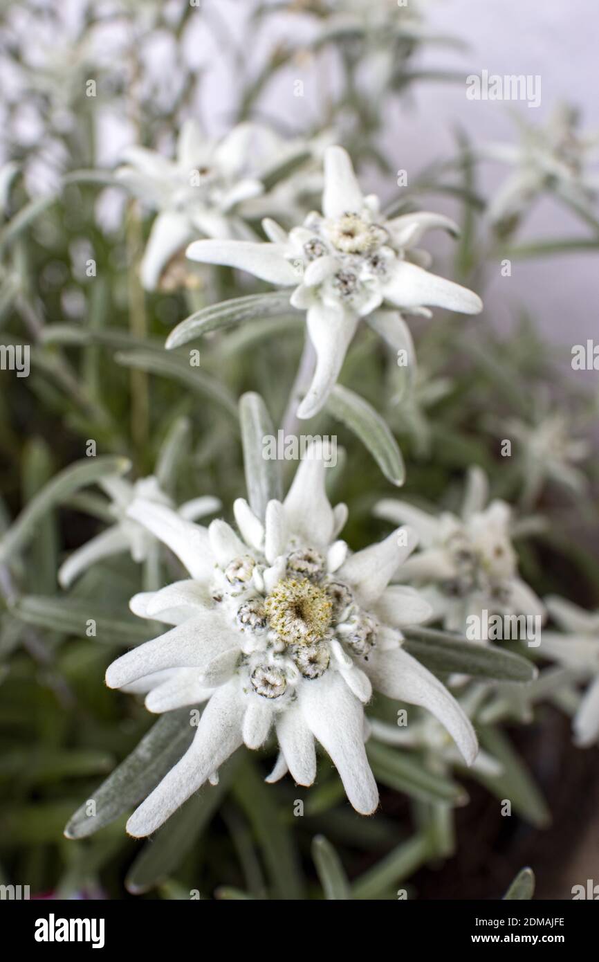 Edelweiss Stock Photo