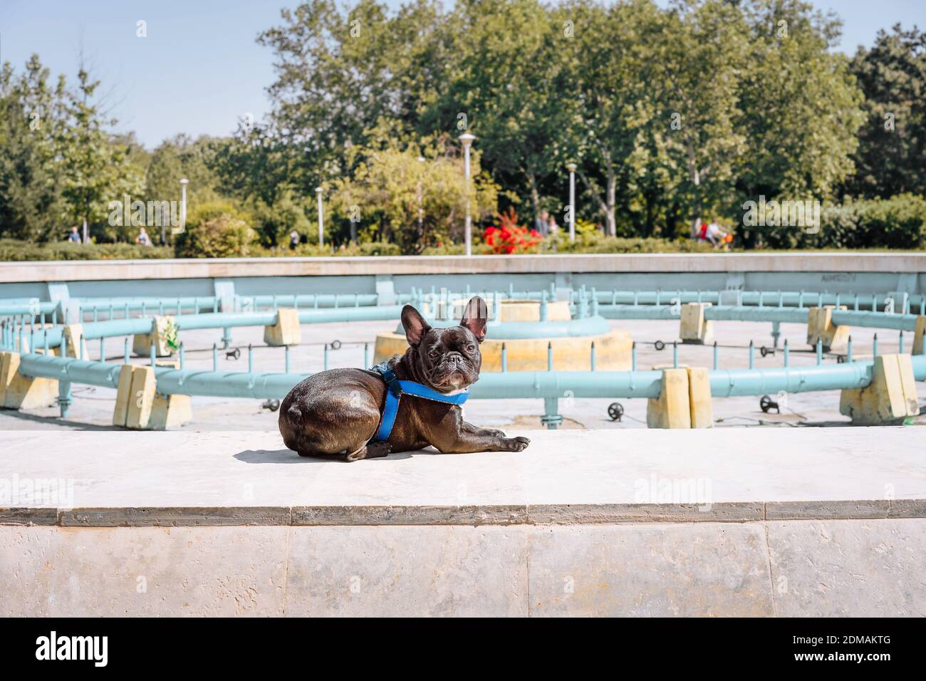 Bulldog swimming hires stock photography and images Alamy