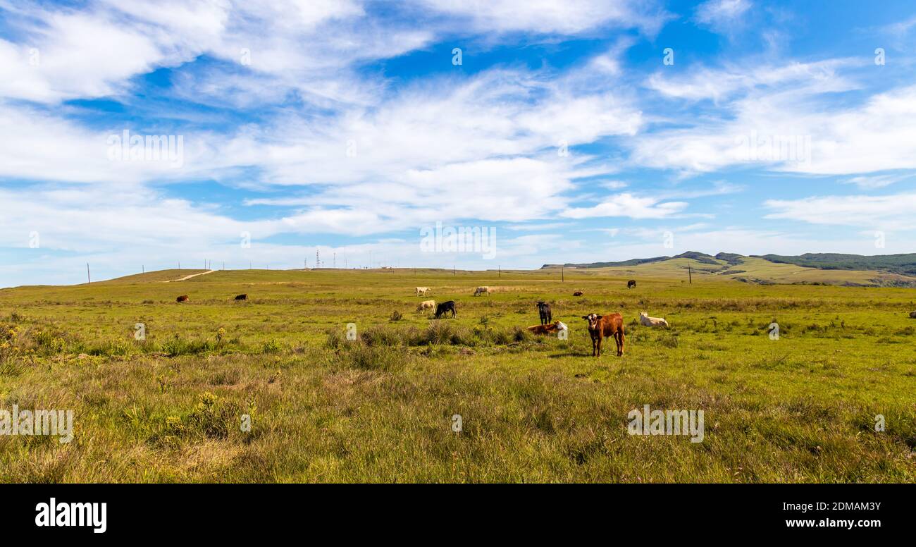 A closeup shot of cows grazing in a meadow Stock Photo - Alamy