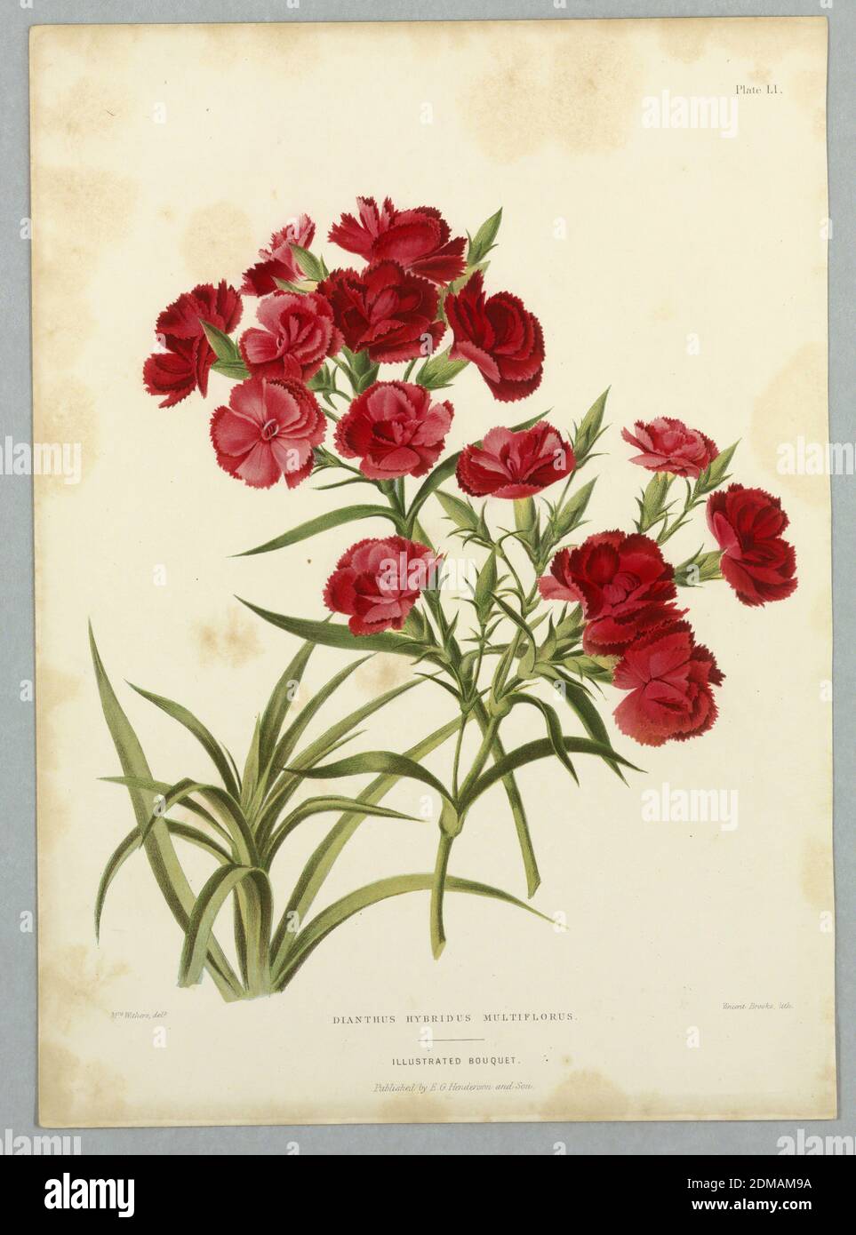 Dianthus Hybridus Multiflorus, Plate LI from Edward George Henderson's 'The Illustrated Bouquet', E. G. Henderson and Son, English, ca. 1859 - 1886, Mrs. Withers, English, active 19th c., Chromolithograph on paper, Dianthus Hybridus Multiflorus, Plate LI from Edward George Henderson's 'The Illustrated Bouquet.', London, England, ca. 1857–1864, Print Stock Photo