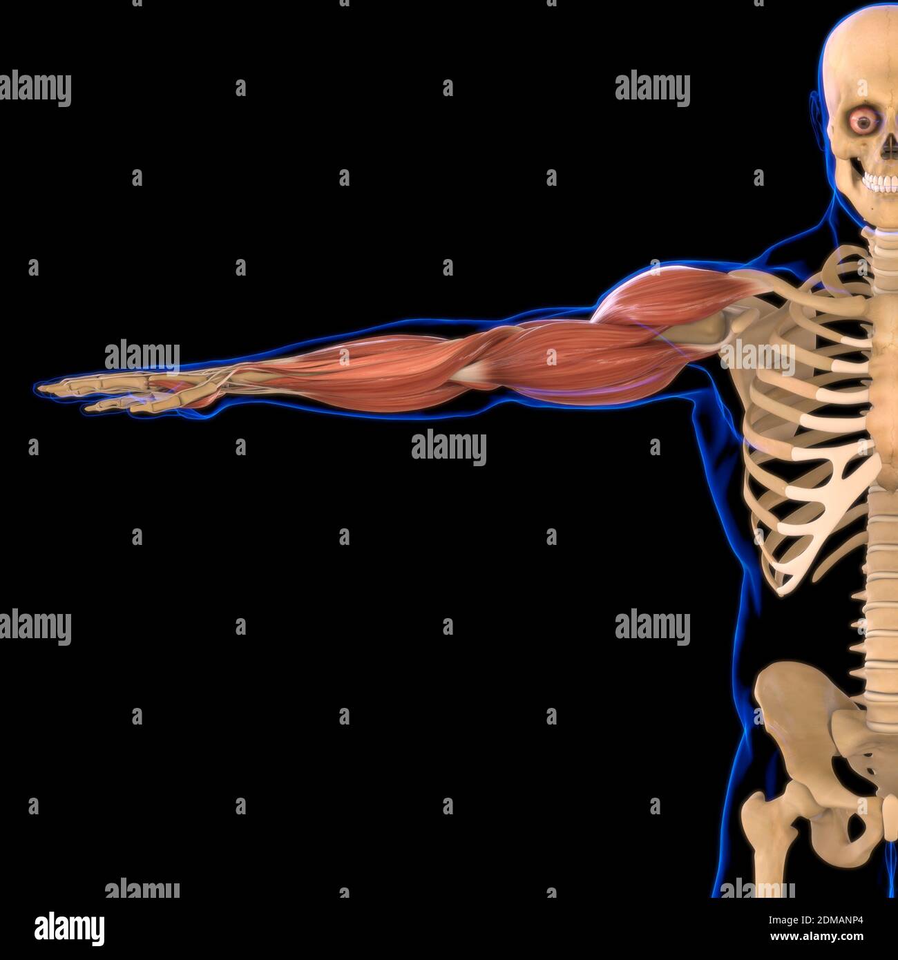 Arm Muscle Anatomy For Medical Concept 3D Illustration Stock Photo - Alamy