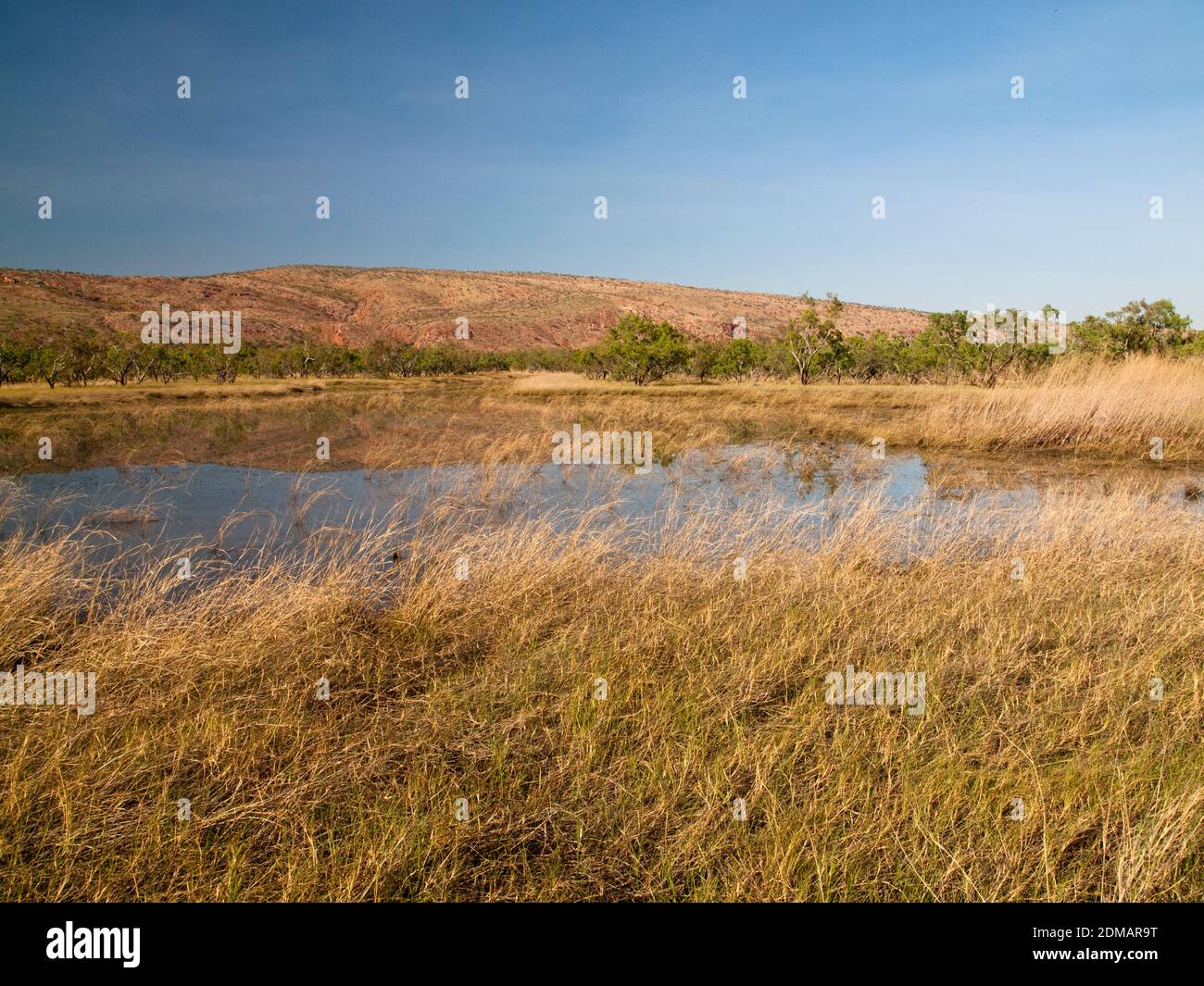 Bluebush Wetland. Mornington, Kimberley, Western Australia Stock Photo