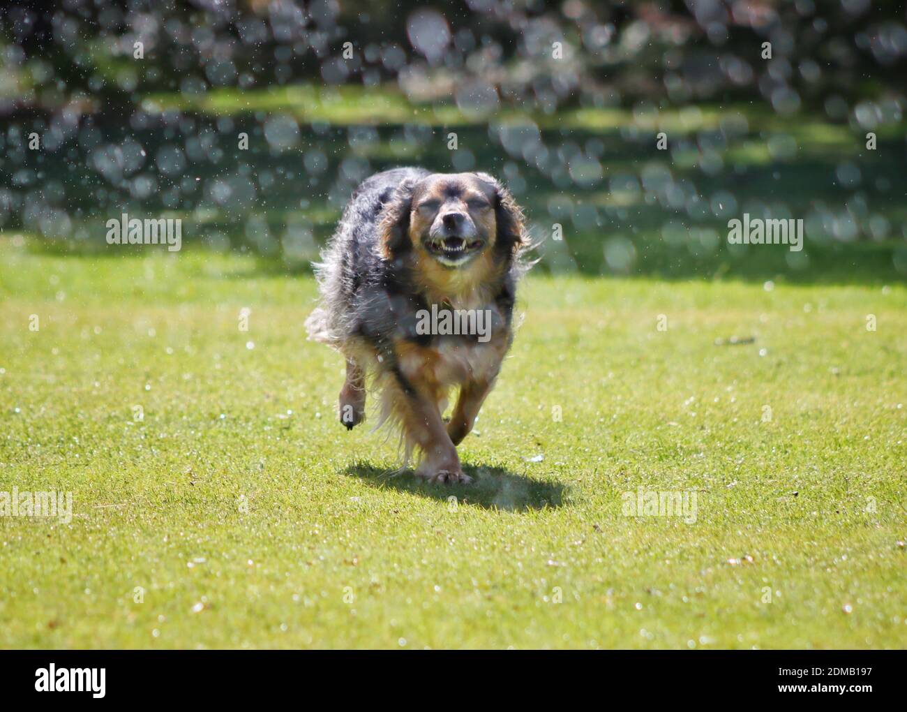 Dog Running On Grass Stock Photo Alamy