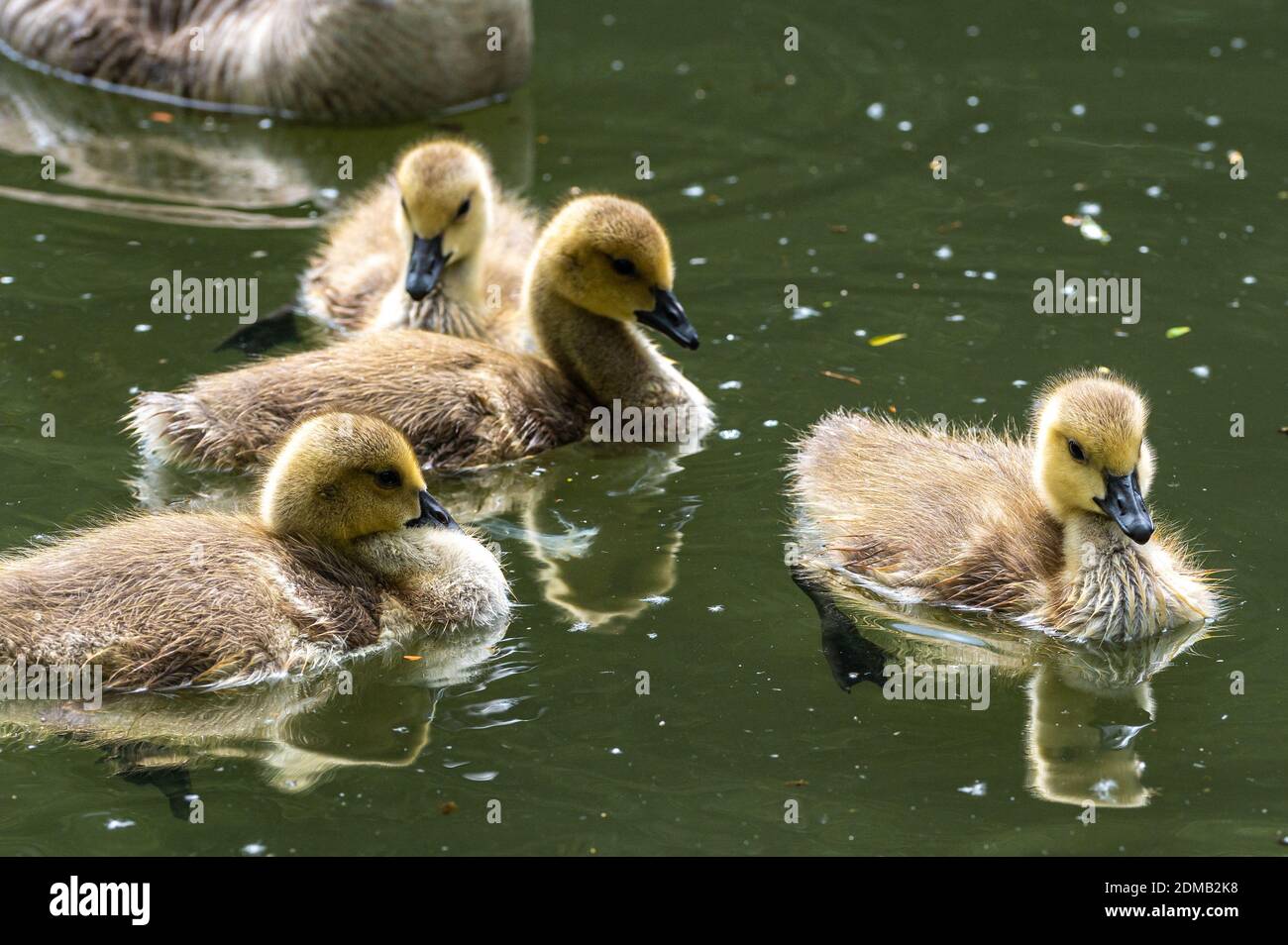 Infant canada geese hires stock photography and images Alamy