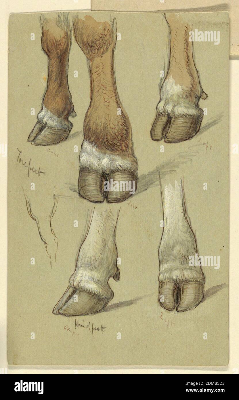Studies After Cattle, Samuel Colman, American, 1832–1920, Brush and watercolor and white gouache, pen and brown ink, graphite on light brown paper, Five studies of the hooves and lower legs of cattle. Forefeet, above, from a brown cow or ox. Hindfeet, below, of a white animal. Outline of leg, at left. Each hoof labelled below in pen and brown ink with right or left. Verso: At top, an eye, an ox with lowered head, shown obliquely. At bottom, the upper part of the body shown from the lowered head, which has been erased., USA, 1871, animals, Drawing Stock Photo
