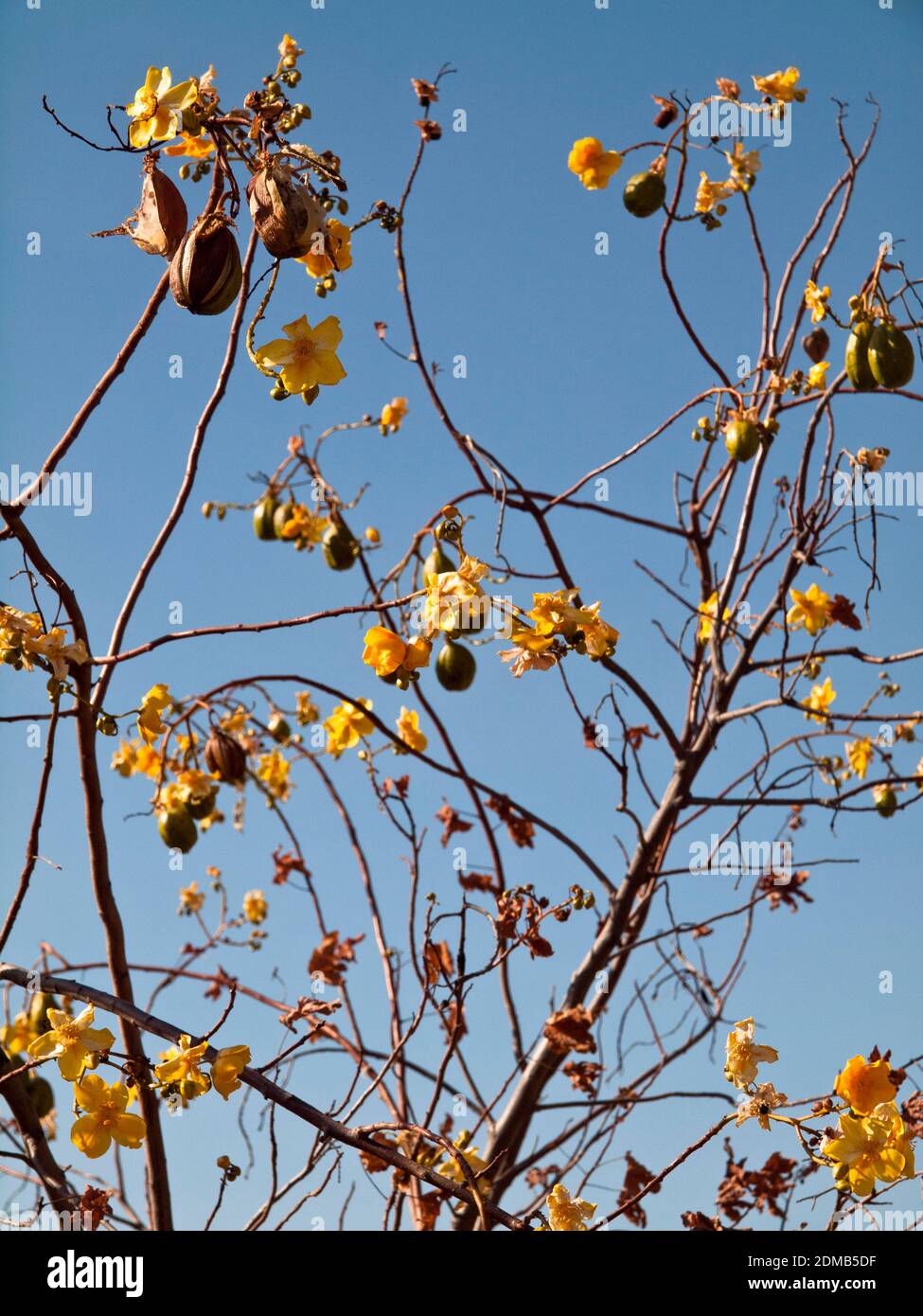 Closeup of a Kapok Bush (Cochlospermum fraseri) in flower, Mornington