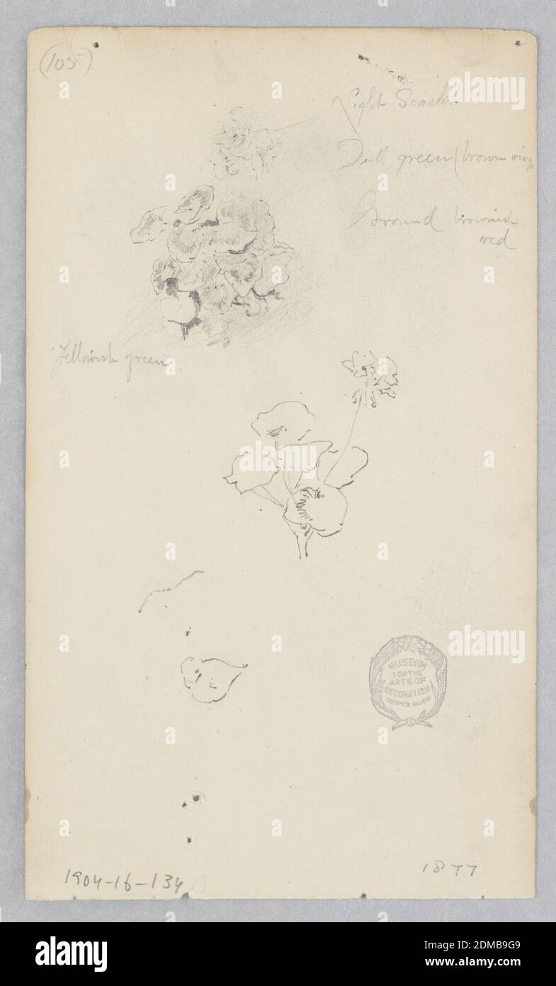 Flowers, Robert Frederick Blum, American, 1857–1903, Graphite on wove paper, Sketch of a plant.; Detail of flower and an individual pedal., USA, 1877, nature studies, Drawing Stock Photo