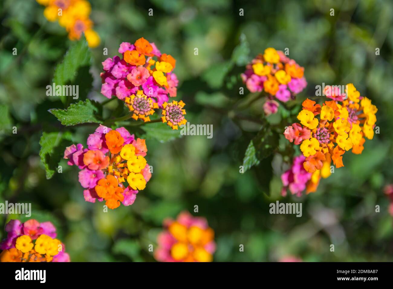 Bottlebrush tree plant in Palm Springs, California Stock Photo Alamy