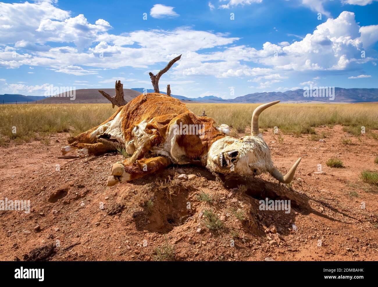 Dead cow lies on desert stump with skull beginning to show through fur in Arizona desert. Stock Photo