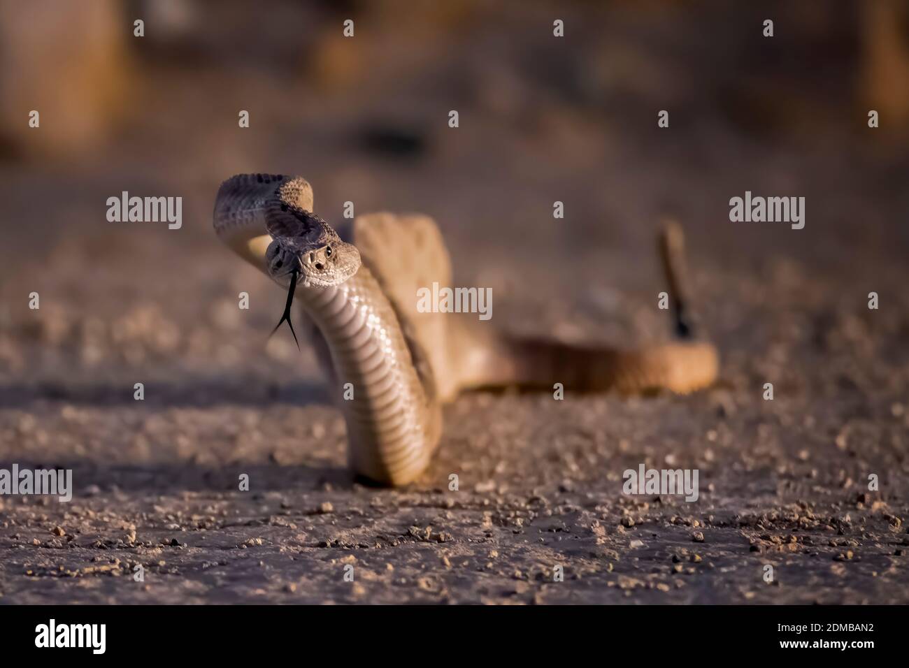 Western diamondback rattlesnake low angle close up rising from dirt road with tongue extended. Stock Photo