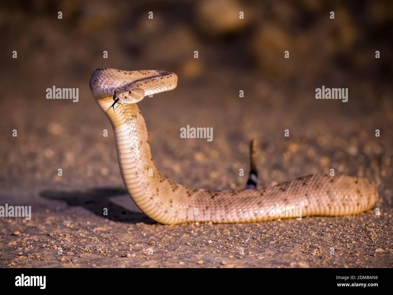 Western diamondback rattlesnake up in defensive position in low angle close up.  Taken on dirt road in Arizona. Stock Photo