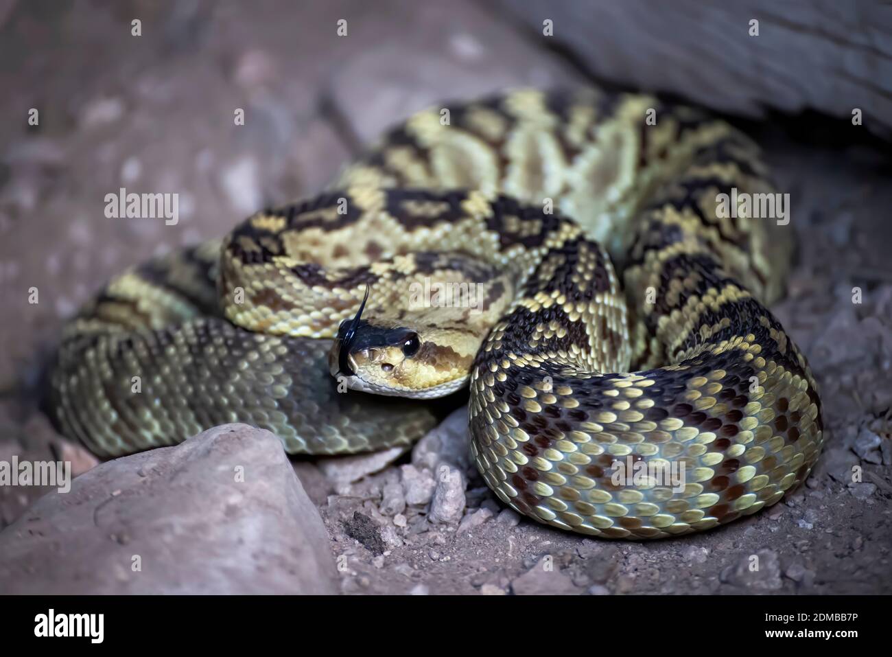 Black tailed rattlesnake coiled up with tongue out in close up low angle image from Arizona. Stock Photo