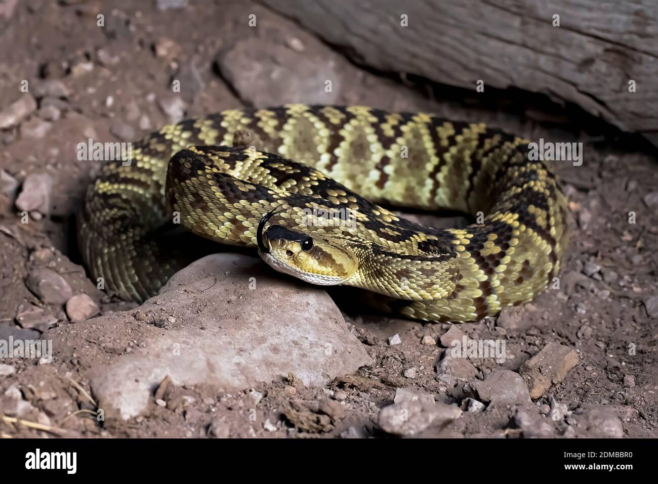 Coiled rattlesnake sitting in the dirt with tongue extended in closeup profile low angle image. Stock Photo