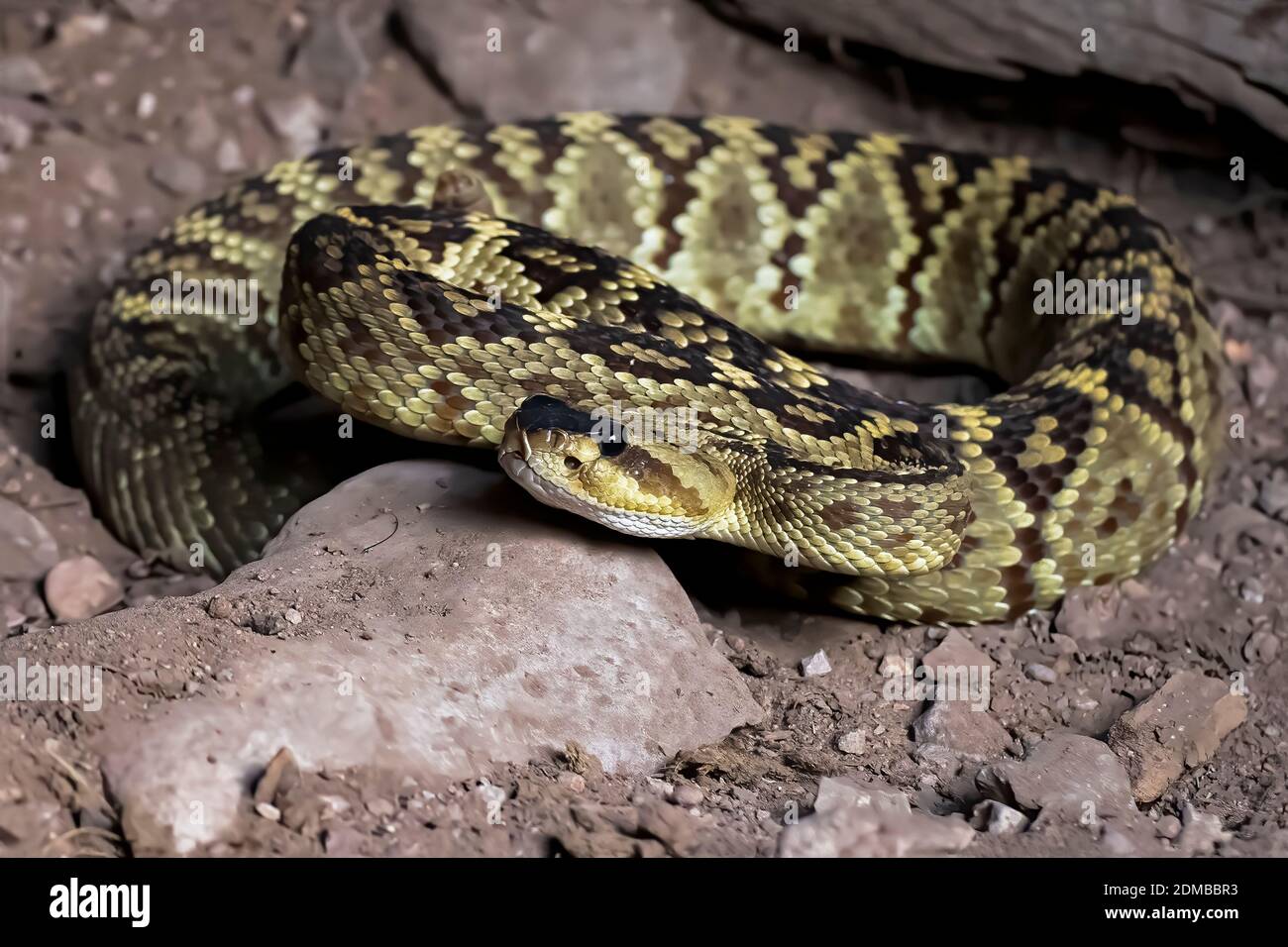 Black tailed rattlesnake coiled on dirt ground up close low angle view. Stock Photo