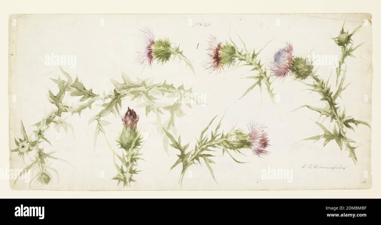 Six Studies of Thistles, Sophia L. Crownfield, (American, 1862–1929), Brush and watercolor on white paper, Six studies of thistles blooming painted in violet and green watercolor, USA, early 20th century, nature studies, Drawing Stock Photo