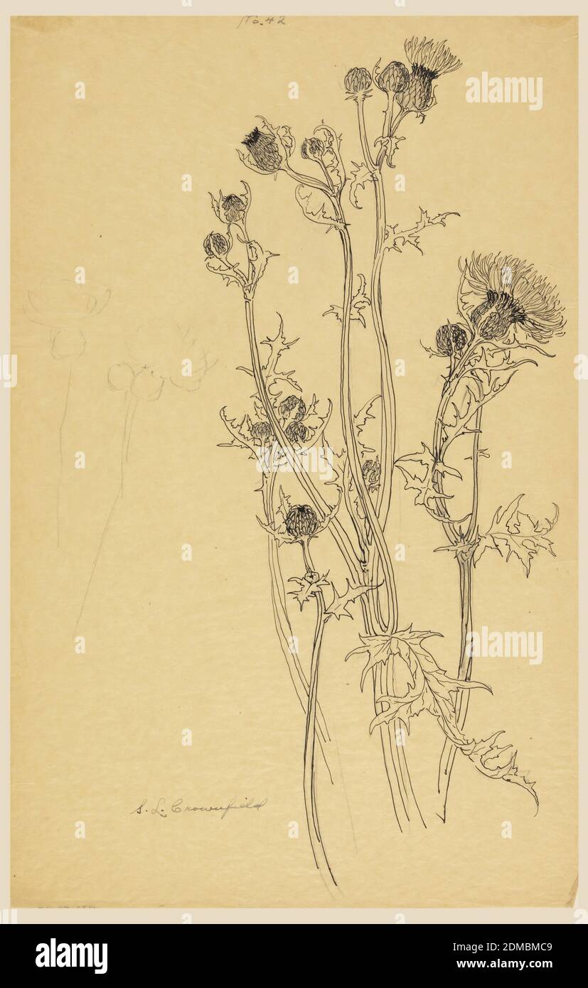 Study of Thistle Plants, Sophia L. Crownfield, (American, 1862–1929), Graphite, pen and ink on yellow tracing paper, Study of thistle plants in various stages of blooming., USA, early 20th century, nature studies, Drawing Stock Photo