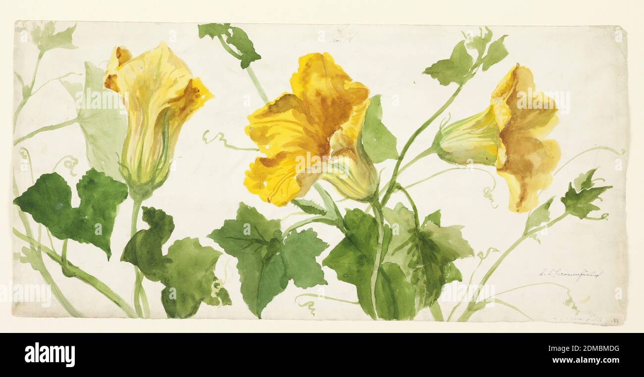 Study of Squash or Pumpkin Plants, Sophia L. Crownfield, (American, 1862–1929), Brush and watercolor, graphite on paper, Horizontal sheet illustrating upper portions of a squash or pumpkin plant, with yellow blossoms and green leaves., USA, early 20th century, nature studies, Drawing Stock Photo