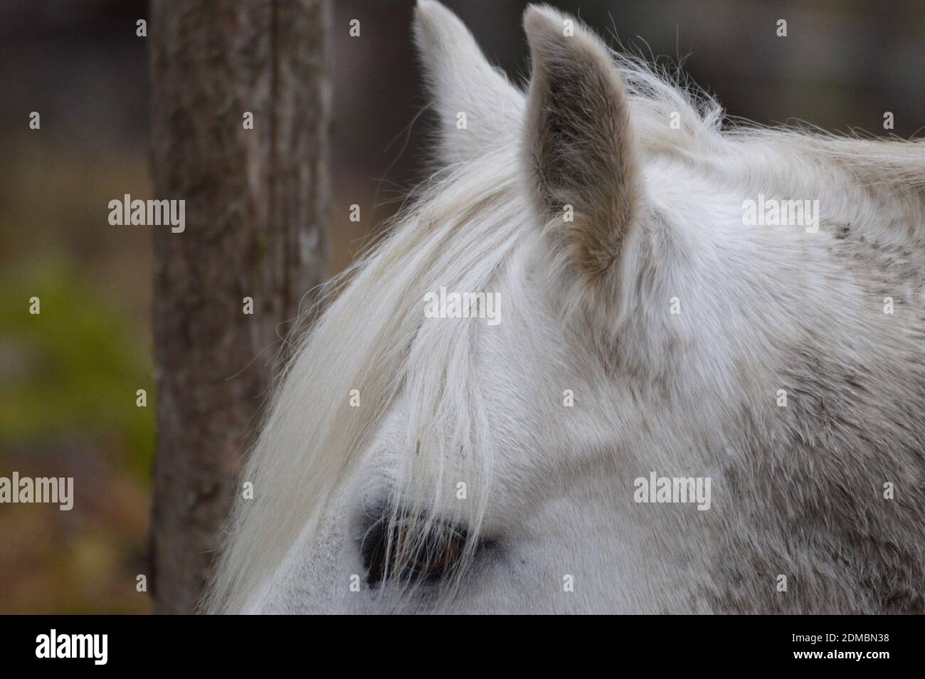 Close-up Of White Horse Stock Photo