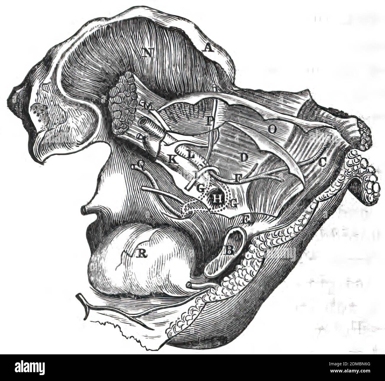 Sigmoid sinus Cut Out Stock Images & Pictures Alamy