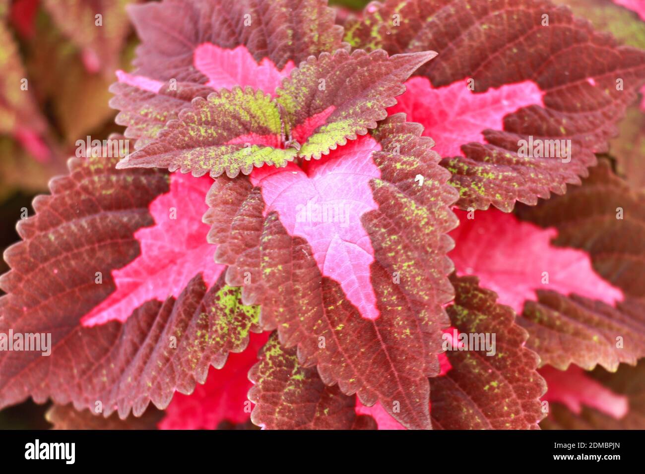 Pink leaved coleus plant called plectranthus scutellarioides. Coleus is a species of flowering plant in the family Lamiaceae, the mint or deadnettle Stock Photo