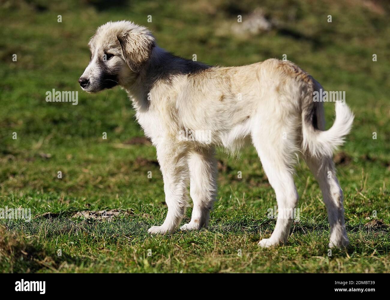 Dog On Grassy Field During Sunny Day Stock Photo