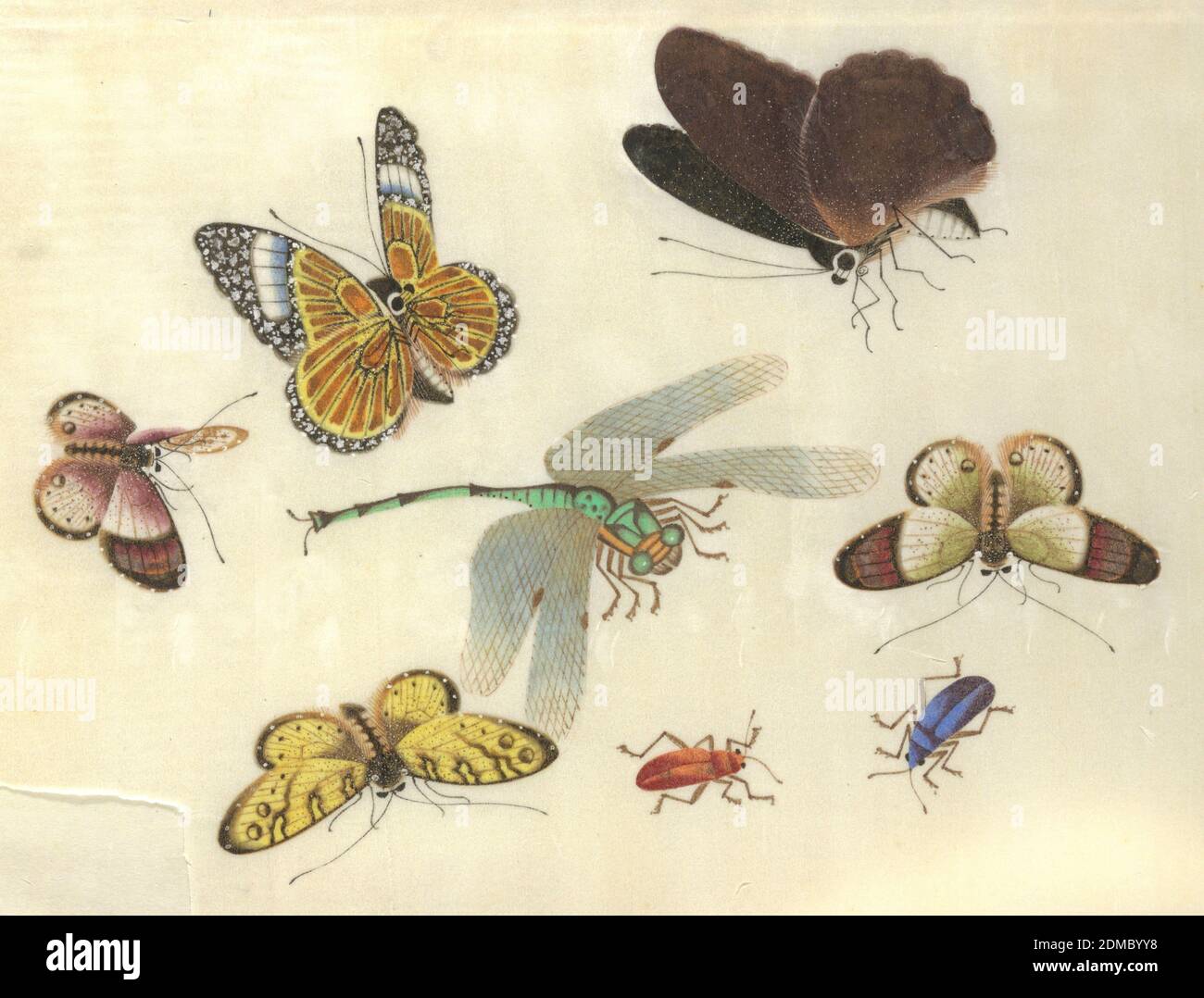 Featured image of post Drawings Butterfly And Dragonfly - Drawings, watercolors, chalk, gouache, parchment, europe, flanders, 17th century, black chalk, watercolor and gouache on parchment, metropolitan museum of art.