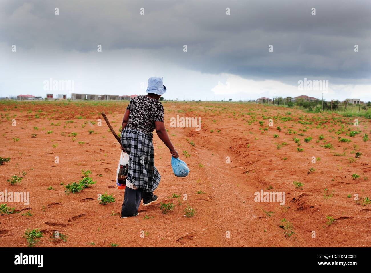 Subsistence farmers in South Africa's rural areas like Limpopo work the land during the rainy season to feed their families. Stock Photo