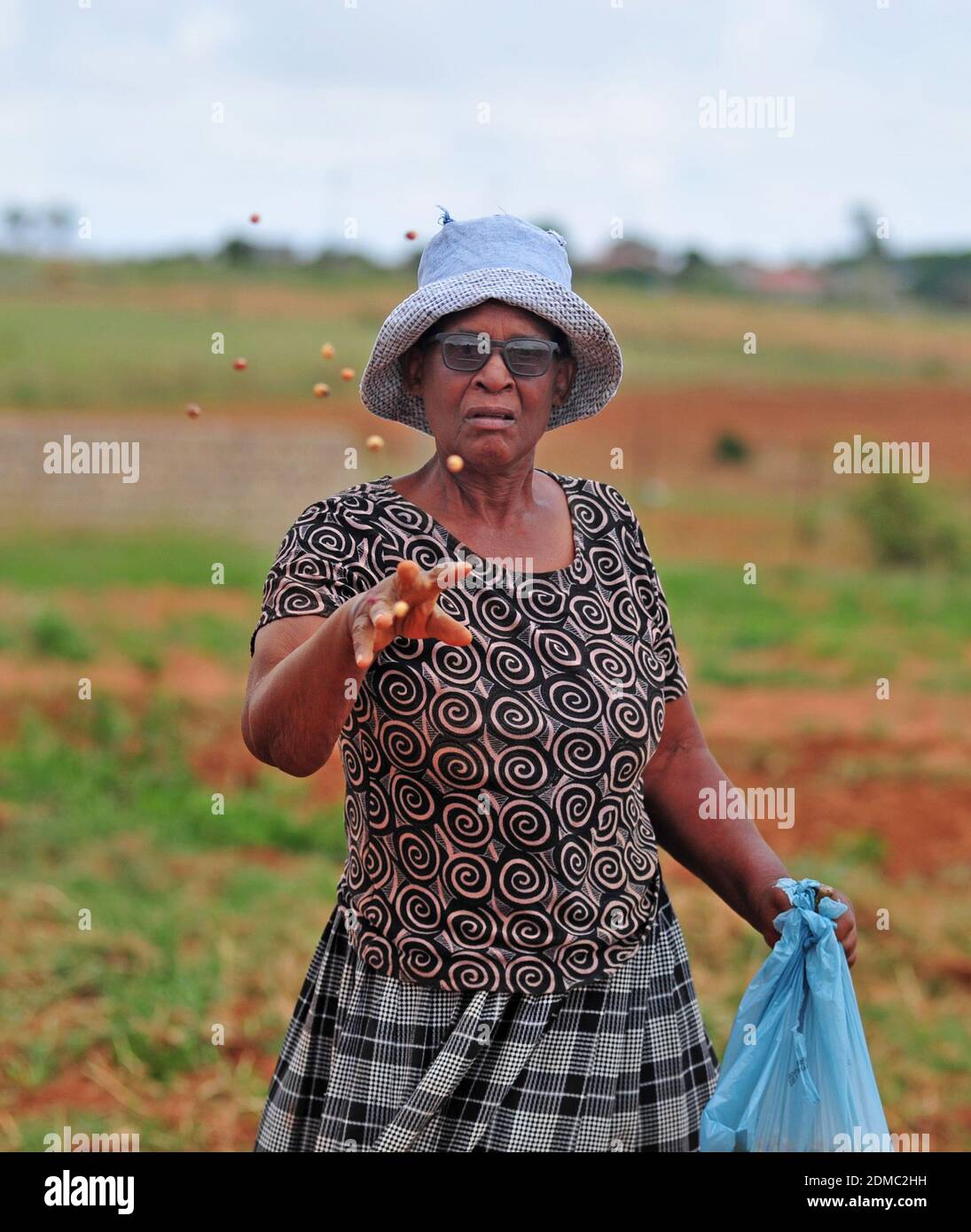 Subsistence farmers in South Africa's rural areas like Limpopo work the land during the rainy season to feed their families. Stock Photo