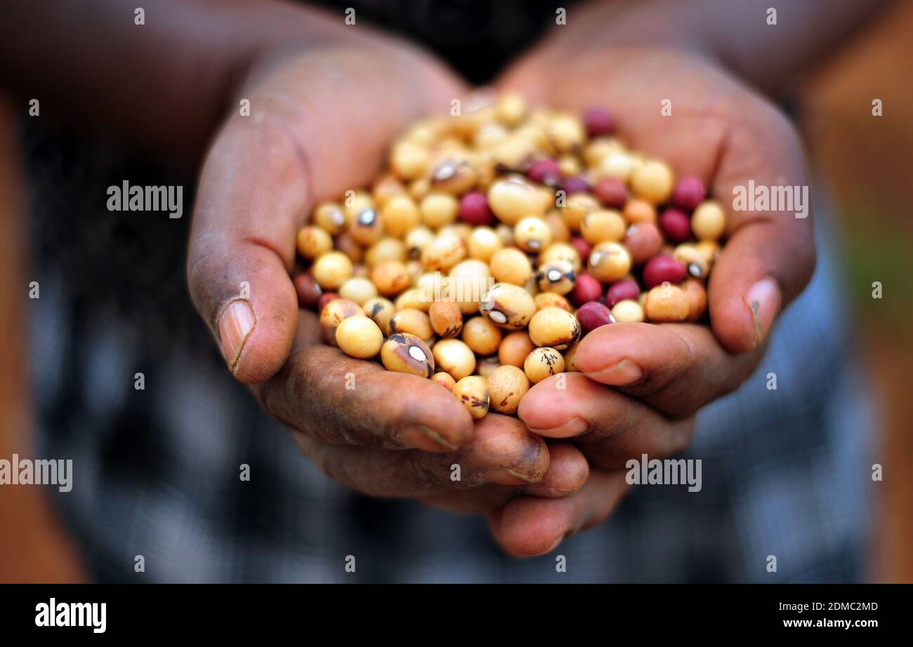 Subsistence farmers in South Africa's rural areas like Limpopo work the land during the rainy season to feed their families. Stock Photo