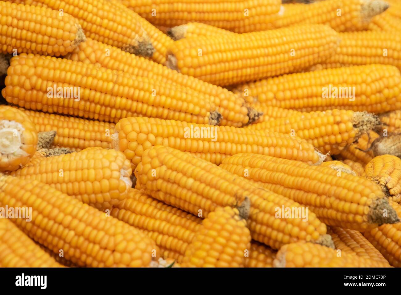 Background with several yellow corn cobs, macro view Stock Photo
